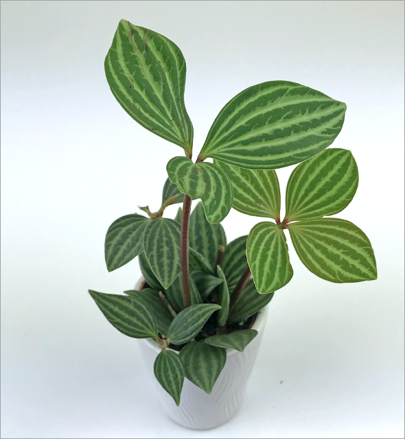 Peperomia 'Puteolata'